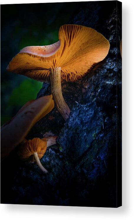 Mushrooms Acrylic Print featuring the photograph Magic Mushrooms by Mark Andrew Thomas