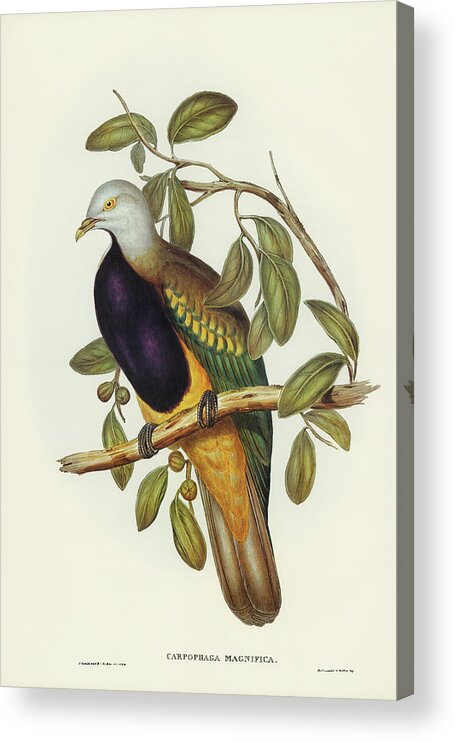 Magnificent Fruit Pigeon Acrylic Print featuring the drawing Magnificent Fruit Pigeon, Carpophaga magnifica by John Gould