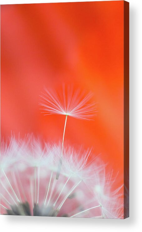 Ideas Acrylic Print featuring the photograph Make a Wish - on Red by Anita Nicholson