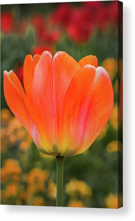 Tulip Acrylic Print featuring the photograph Many Shades Of Tulip by Elvira Peretsman