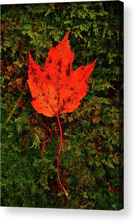 Maple Leaf On Moss Acrylic Print featuring the photograph Maple Leaf on Moss by Raymond Salani III
