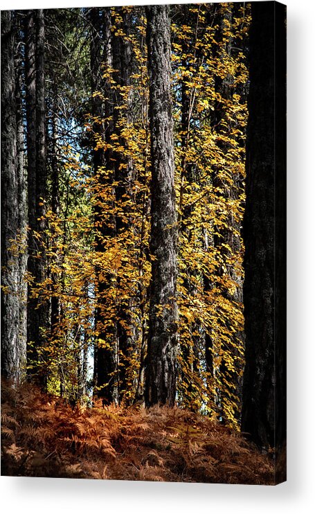 Troodos Forest Acrylic Print featuring the photograph Maple tree with bright yellow falling leaves in autumn. by Michalakis Ppalis