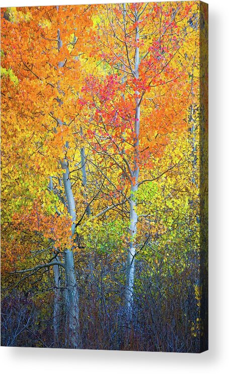 Aspens Acrylic Print featuring the photograph McGee Creek Fiery Aspens by Alexander Kunz