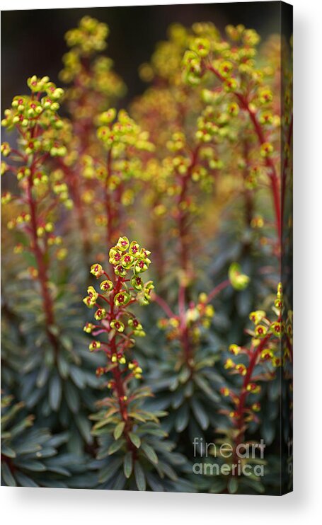 Euphorbia Characias Acrylic Print featuring the photograph Mediterranean Spurge Buds by Joy Watson