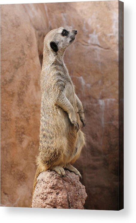 Alert Acrylic Print featuring the photograph Meerkat Sentry On a Rock by Tom Potter