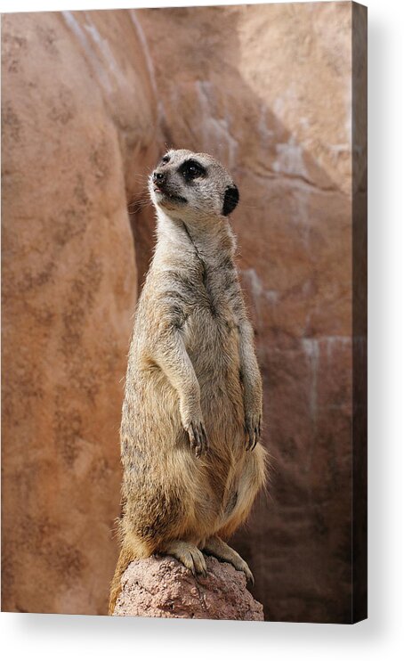 Alert Acrylic Print featuring the photograph Meerkat Standing Guard by Tom Potter