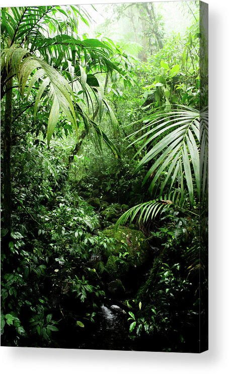 #faatoppicks Acrylic Print featuring the photograph Misty Rainforest Creek by Nicklas Gustafsson