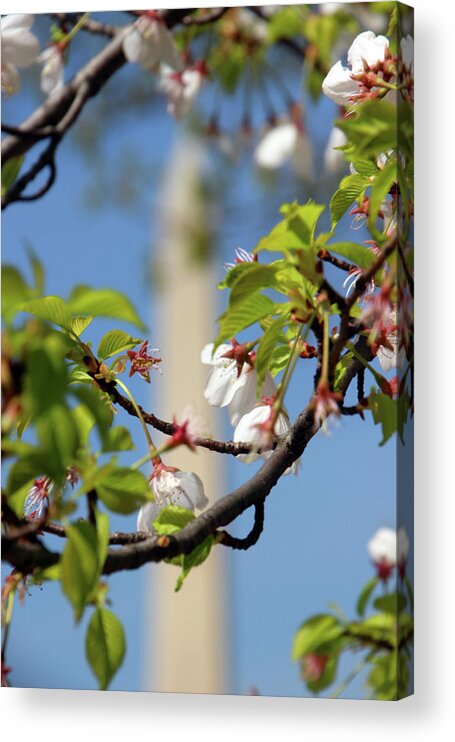 Washington Monument Acrylic Print featuring the photograph Background Monument by Carolyn Stagger Cokley