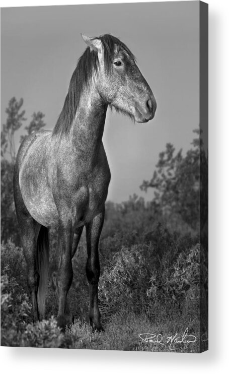 Stallion Acrylic Print featuring the photograph Morning Pose. by Paul Martin