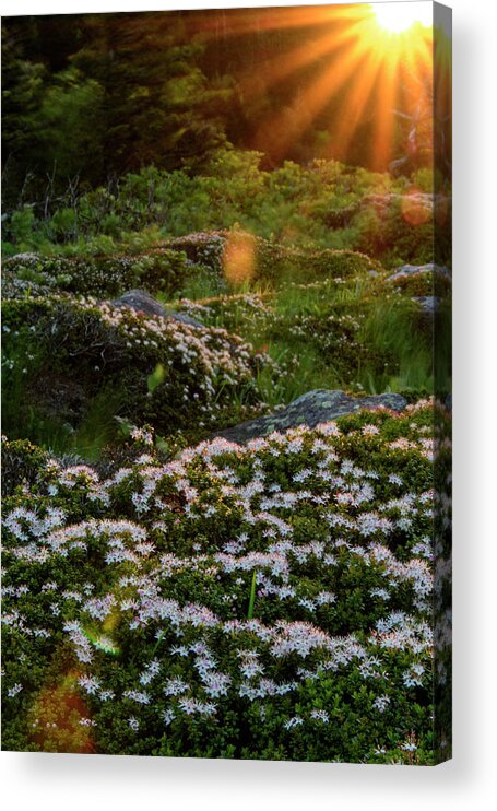 Blue Ridge Mountains Acrylic Print featuring the photograph Morning Rays by Melissa Southern