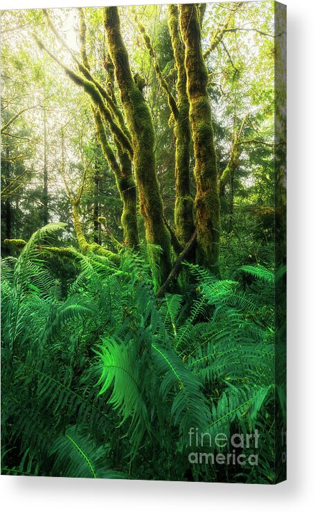 Oregon Coast Acrylic Print featuring the photograph Moss-covered trees with ferns by Masako Metz