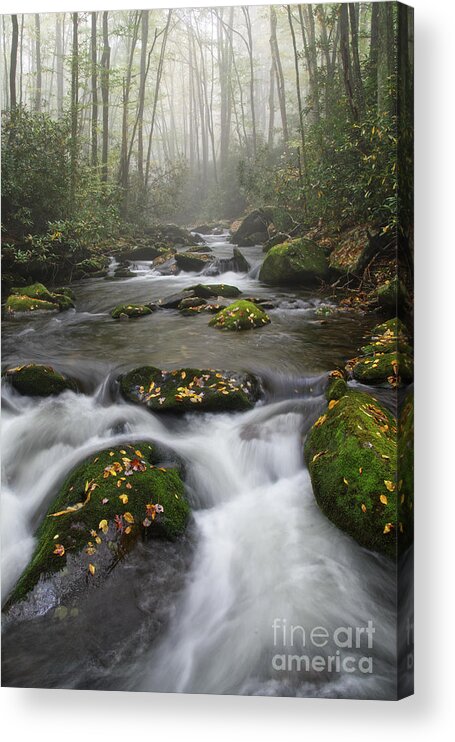 Middle Prong Trail Acrylic Print featuring the photograph Moss On Middle Prong 4 by Phil Perkins