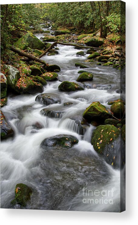Middle Prong Trail Acrylic Print featuring the photograph Moss On Middle Prong 6 by Phil Perkins