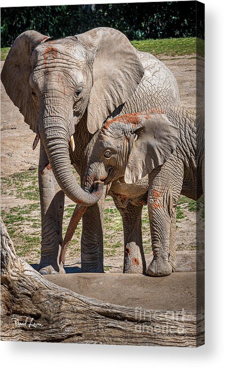 Animals Acrylic Print featuring the photograph Mother and Daughter Lunch by David Levin