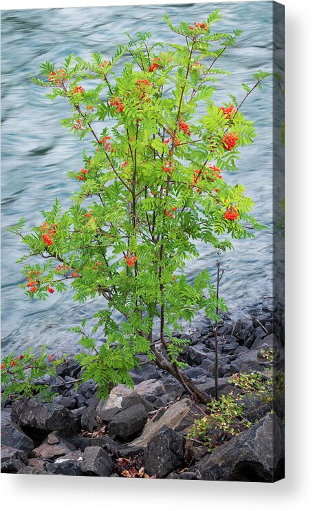 Mountain Ash Acrylic Print featuring the photograph Mountain Ash By the Bulkley River by Mary Lee Dereske
