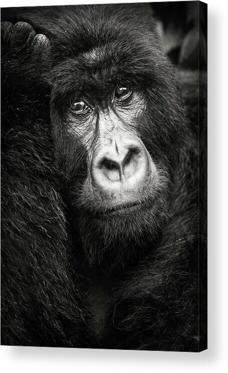 Mountain Gorilla Acrylic Print featuring the photograph Portrait d'un gorille de montagne Bageni by Sebastien Meys