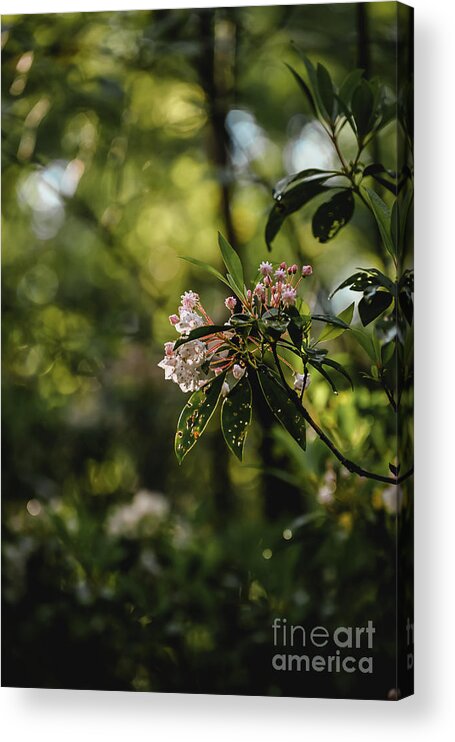 Laurel Acrylic Print featuring the photograph Mountain Laurel by Laura Honaker