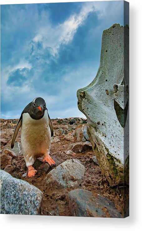 Gentoo Penguin Acrylic Print featuring the photograph Mr. Attitude by Harry Donenfeld