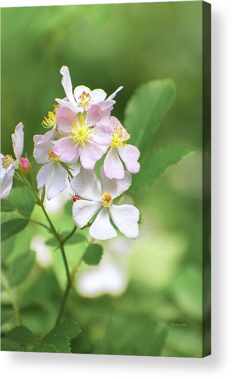 Roses Acrylic Print featuring the photograph Multiflora Rose by Christina Rollo