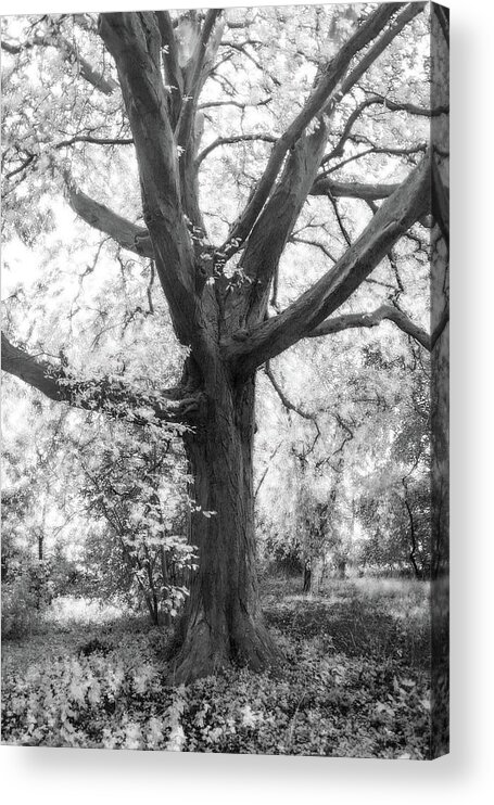 Tree Acrylic Print featuring the photograph Mystical Tree by Jim Painter