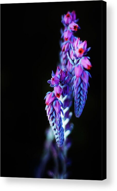 Blue Acrylic Print featuring the photograph Neon Bloom by Jason Roberts