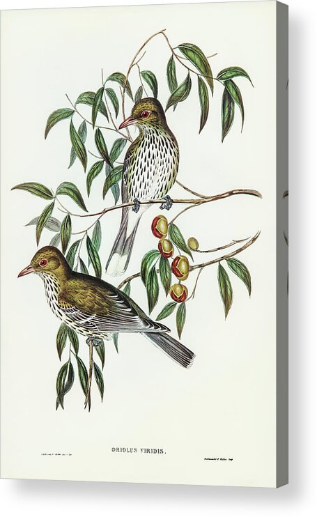 New South Wales Oriole Acrylic Print featuring the drawing New South Wales Oriole, Oriolus viridis by John Gould