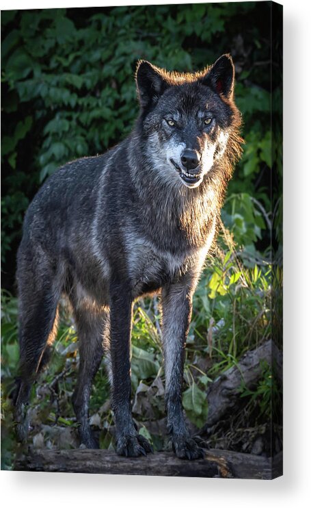 Wolf Acrylic Print featuring the photograph Niko Snarl by Laura Hedien