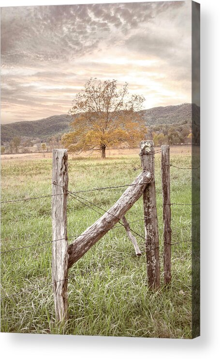 Cades Acrylic Print featuring the photograph Oak Tree in the Mist at Sunrise by Debra and Dave Vanderlaan