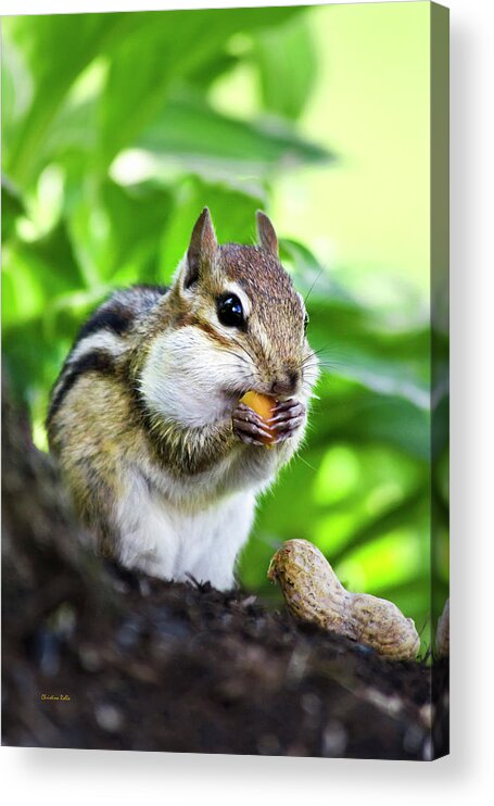 Chipmunk Acrylic Print featuring the photograph Oh Nuts by Christina Rollo