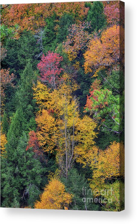 Autumn Acrylic Print featuring the photograph Ohio Autumn by Karen Adams