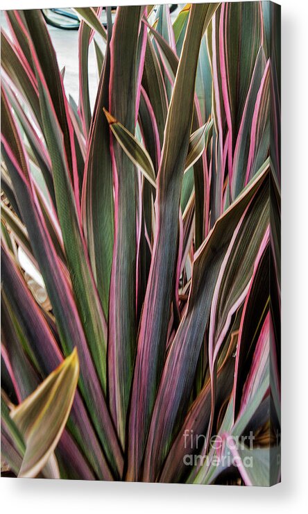 Olivera Acrylic Print featuring the photograph Olivera by Mae Wertz