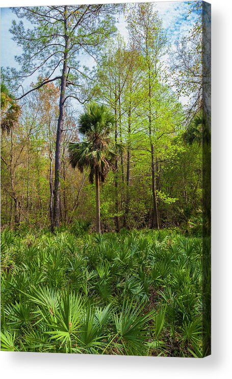 Florida Acrylic Print featuring the photograph On a Florida Hike - 2 by W Chris Fooshee