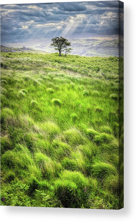 Clouds Acrylic Print featuring the photograph One Tree in the Irish Mist by Debra and Dave Vanderlaan