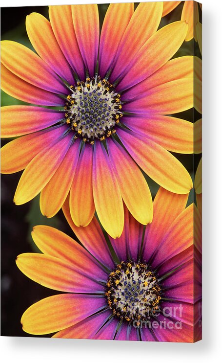 Osteospermum Purple Sun Acrylic Print featuring the photograph Osteospermum Purple Sun Flowers by Tim Gainey