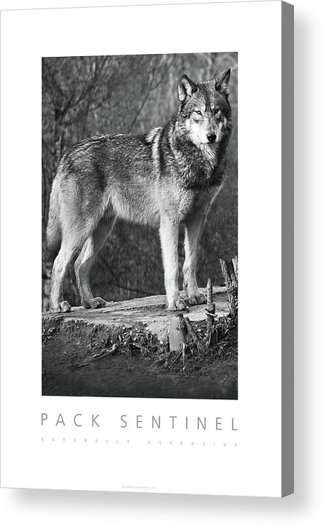 Wolf Acrylic Print featuring the digital art Pack Sentinel Naturally Defensive Poster by David Davies