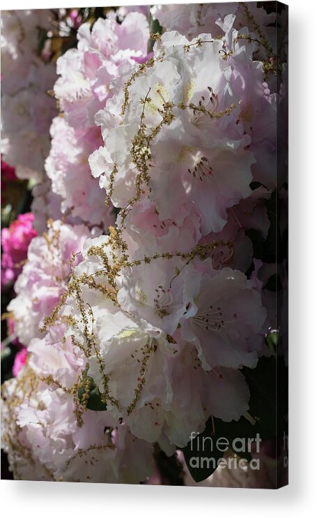 Rhododendron Acrylic Print featuring the photograph Pale pink rhododendron flowers 1 by Adriana Mueller