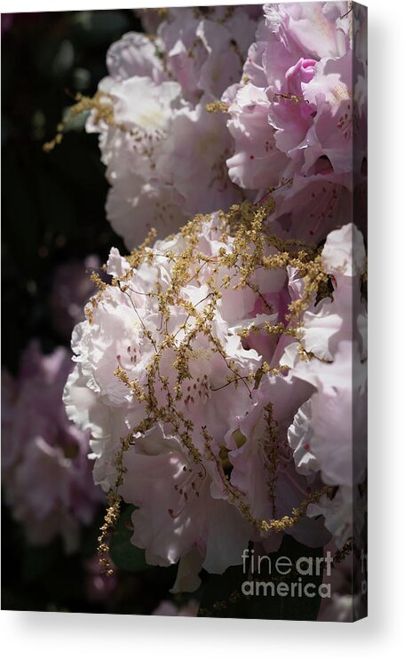 Rhododendron Acrylic Print featuring the photograph Pale pink rhododendron flowers 2 by Adriana Mueller