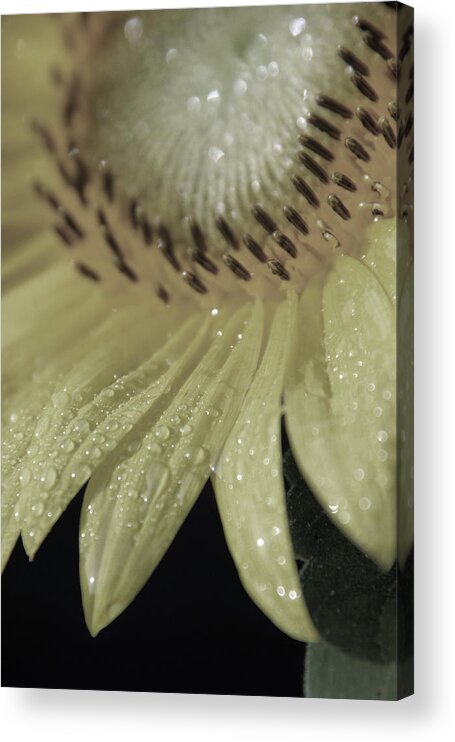 Sunflower Acrylic Print featuring the photograph Pale Sunswagger by Carolyn Stagger Cokley