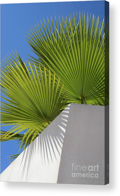 Palm Leaf Acrylic Print featuring the photograph Green palm leaves, blue sky and white wall of a modern finca 1 by Adriana Mueller