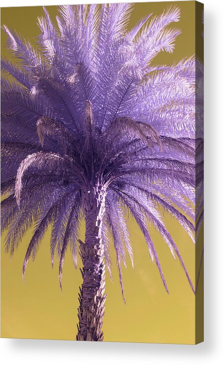 Palm Acrylic Print featuring the photograph Palm Tree by Carolyn Hutchins