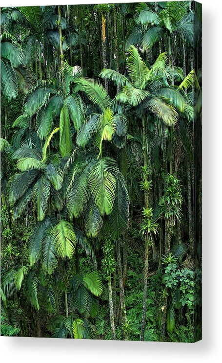 Palm Trees Acrylic Print featuring the photograph Palm Tree Forest Hawai'i Island by Heidi Fickinger