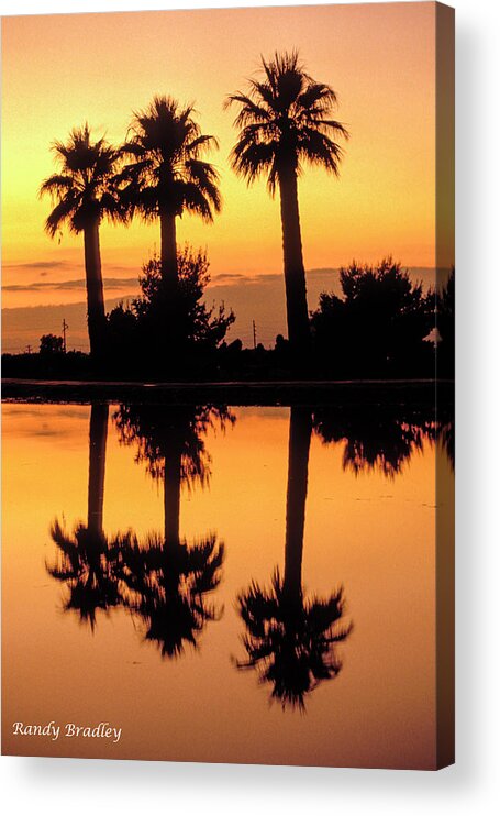 Phoenix Acrylic Print featuring the photograph Palm Tree Reflection by Randy Bradley