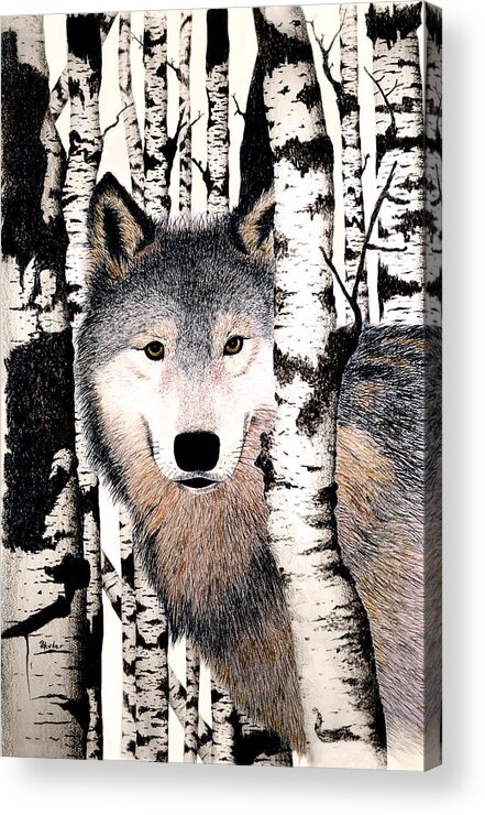 Wolf Acrylic Print featuring the drawing Peek-a-boo by Brent Ander
