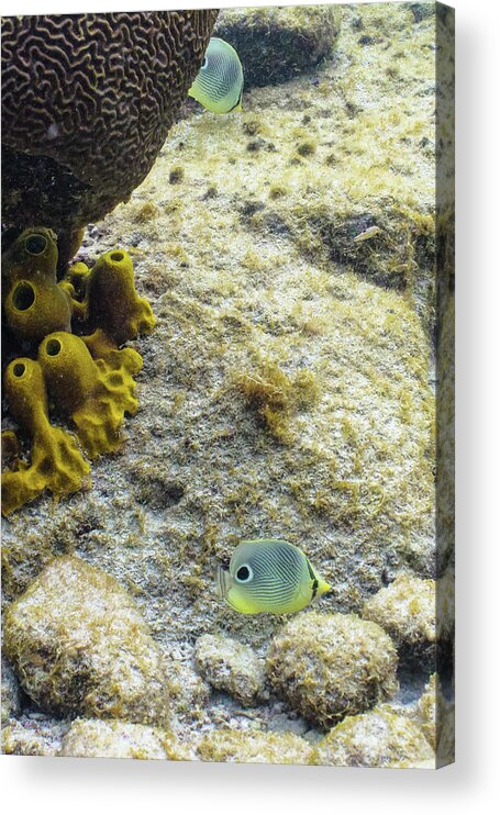 Animals Acrylic Print featuring the photograph Peek-A-Boo by Lynne Browne