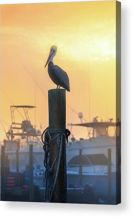 Beach Acrylic Print featuring the photograph Pelican In Florida's Destin Harbor by Jordan Hill