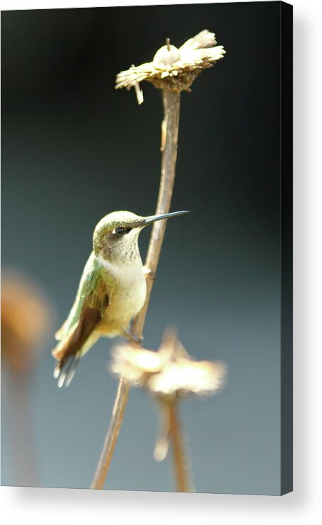Hummingbird Acrylic Print featuring the photograph Petite Ruby by Lens Art Photography By Larry Trager