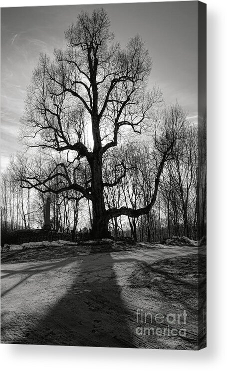 Phippsburg Acrylic Print featuring the photograph Phippsburg James McCobb English Linden Tree by Olivier Le Queinec
