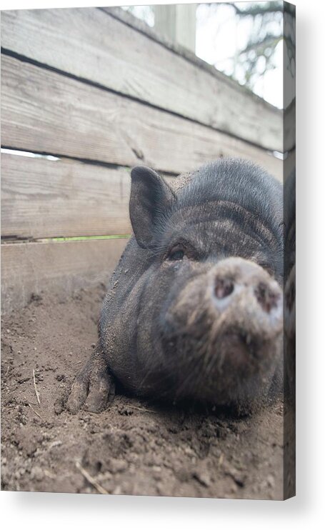 Dade City Acrylic Print featuring the photograph pig by Dmdcreative Photography