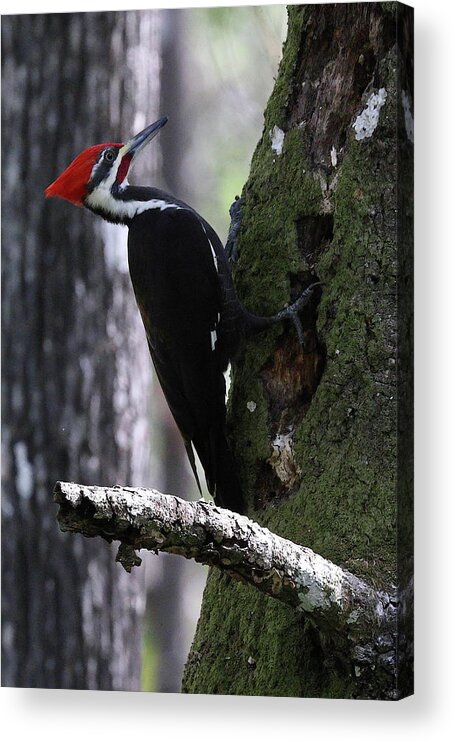 Pileated Woodpecker Acrylic Print featuring the photograph Pileated Woodpecker 3 by Mingming Jiang