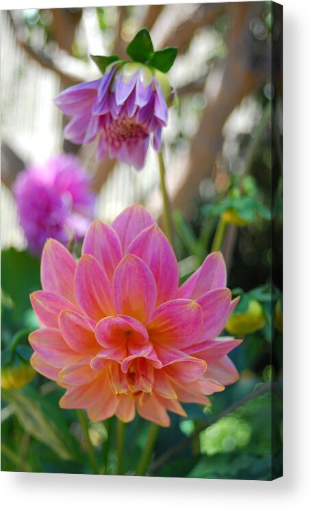Dahlia Acrylic Print featuring the photograph Pink and Yellow Dahlias 1 by Amy Fose